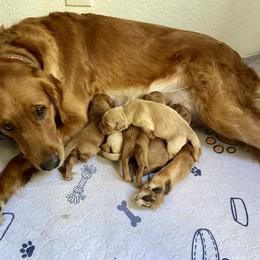 Cocker Spaniel and Golden Retriever Puppies from American Golden Retrievers