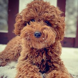 Logan - Goldendoodle