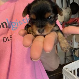 Faith - Black and tan female Yorkshire Terrier puppy in Jacksonville, Arkansas from Royal Yorkie Terrier