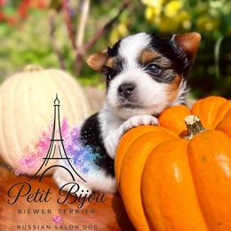 Solo - Black tan and white male Biewer Terrier puppy in Iva, South Carolina from Petit Bijou Biewer Terriers & Russian Salon Dogs