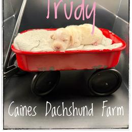 Trudy - Piebald female Dachshund puppy in Cincinnati, Ohio from Caines Dachshund Farm