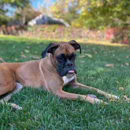 Boxer Puppies from Winchester Boxers