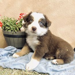 Big Red - Red tri-color male Australian Shepherd puppy in Bloomfield, New Mexico from Victoria's Australian Shepherds
