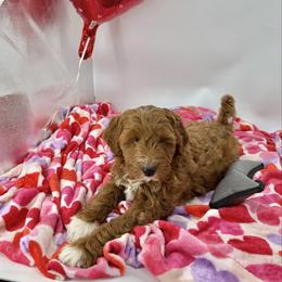 Koda - Apricot male Aussiedoodle puppy in Deer Park, Washington from Doodle Paw Ranch