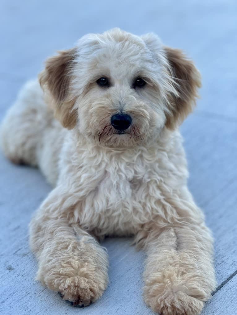 Tucker