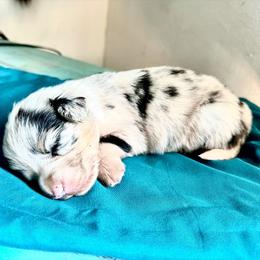 Espresso - Blue merle and white female American Corgi puppy in Bayard, Nebraska from Puppies by Alies