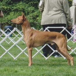 Wave - Pharaoh Hound