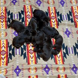 Heath - Chocolate male Labrador Retriever puppy in Bandera, Texas from The Sugar & Spice Ranch Labrador Retrievers