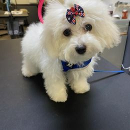 My Regal Empress Penelope - White female Bolognese puppy in San Antonio, Texas from My Regal Bolognese