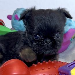 Walter - Black and tan male Brussels Griffon puppy in Litchfield Park, Arizona from Melody Lane Brussels Griffons