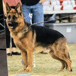 German Shepherds from Haus Vinzant Kennel