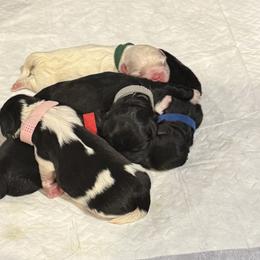 Pekingese Puppies from Keyna's Pekes