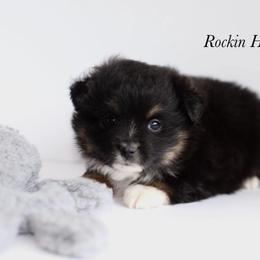 Tiny Tim - Black tri male Toy Australian Shepherd puppy in Russellville, Arkansas from Rockin H Aussies