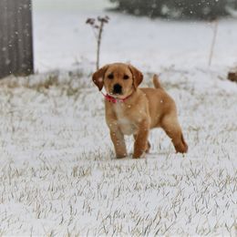 Labrador Retriever Puppies from GocheeLabs