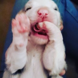 Australian Shepherd Puppies from Veritas australian shepherds