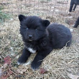 Yellow - Black female Siberian Husky puppy in Jonesborough, Tennessee from Dry Creek Siberians