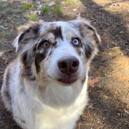 Maple - Australian Shepherd