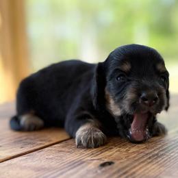 Chick - Black and tan female Dachshund puppy in London, Kentucky from Steele Half Acre Homestead
