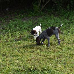 German Shorthaired Pointer, Miniature American Shepherd, Miniature Australian Shepherd, and Toy Australian Shepherd Puppies from Foxtail Hollow
