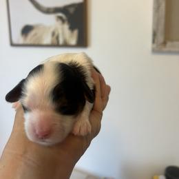Cavalier King Charles Spaniel, Cavapoo, Maltipoo, and Poodle Puppies from Lainy's Cottage Puppies