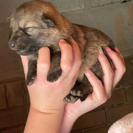 Boy 5 - Sable male German Shepherd puppy in Greenwood, South Carolina from Malone’s Palmetto Puppies