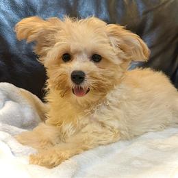 Radar - Champagne male Maltipoo puppy in Lancaster, South Carolina from 3 Bs Havanese-PUPPIES with  PURPOSE