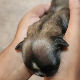 Jason - Sable male Shih Tzu puppy in Kernersville, North Carolina from SweetTee's Shih Tzus LLC