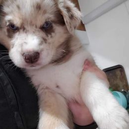 Sporty Mix Puppies from Eternal Symmetry