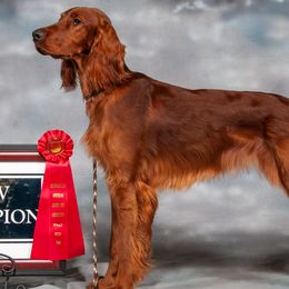 Poodles from Redmond Rose Kennels