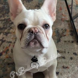French Bulldogs from G’sBulldog Buddies