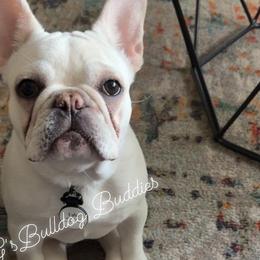 French Bulldogs from G’sBulldog Buddies