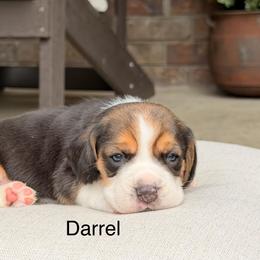 Darrel - Black tan and white male Beagle puppy in Mansfield, Missouri from Rippee Creek Kennel