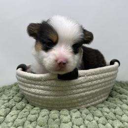 Biscuit - Black and tan female Pembroke Welsh Corgi puppy in Waco, Texas from The Comma Corgis