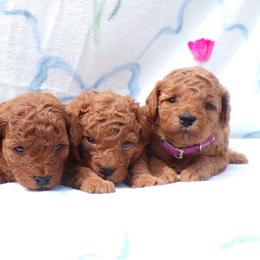 Poodle puppies from Scenic Hills Kennels