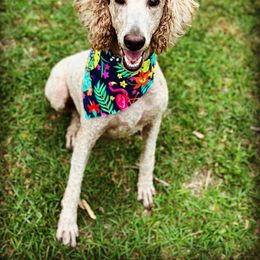 Girl 1 - Cream Goldendoodle puppy in New Bern, North Carolina from Oodles of Doodles