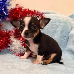Blackbeard AKC - Black and tan male Chihuahua puppy in Seneca, Missouri from Stephanie’s Puppy Colony