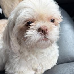 Maizy Mae - Shih Tzu