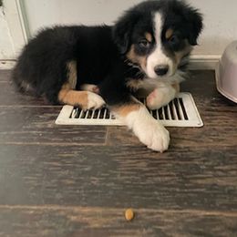 Eeyore - Australian Shepherd puppy in Chillicothe, Ohio from Cosmic Aussies