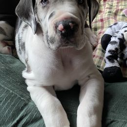 Dachshund and Great Dane Puppies from Bellator Danes & Mini Dachshunds