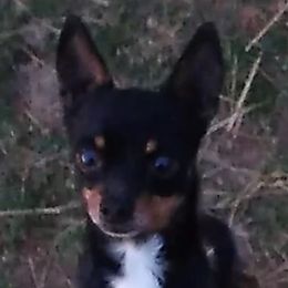 Fassa - Chihuahua