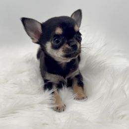 Meilani - Black and tan female Chihuahua puppy in Simpsonville, South Carolina from N&T's Chihuahuas