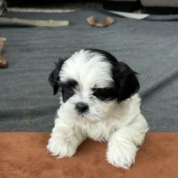 German Shepherd and Shih Tzu Puppies from Carlson Hill Farm
