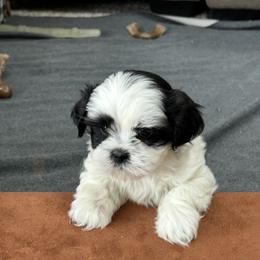 German Shepherd and Shih Tzu Puppies from Carlson Hill Farm