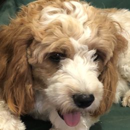 Willow - Cavapoo