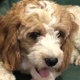 Willow - Cavapoo