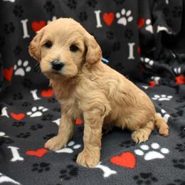 Marshall - Cream male Goldendoodle puppy in Jasper, Indiana from Hilltop Pups LLC