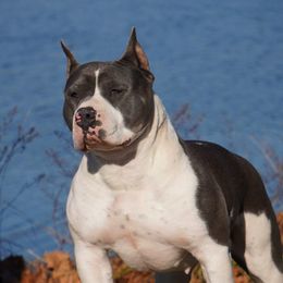 American Bullies and Miniature American Shepherds from Deuce's Den