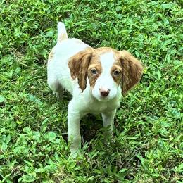 Zina boy 4 - White and orange male Brittany puppy in Floyd Knobs, Indiana from Cross Creek Brittanys