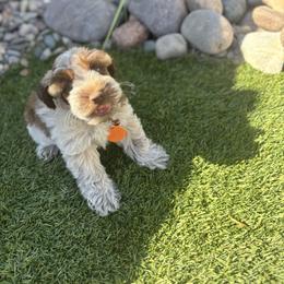 Mark - Parti male Miniature Schnauzer puppy in Hemet, California from Feshia's Miniature Schnauzers