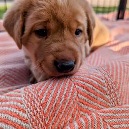 Dilute Retriever and Labrador Retriever Puppies from LC Hunting Labs, LLC.